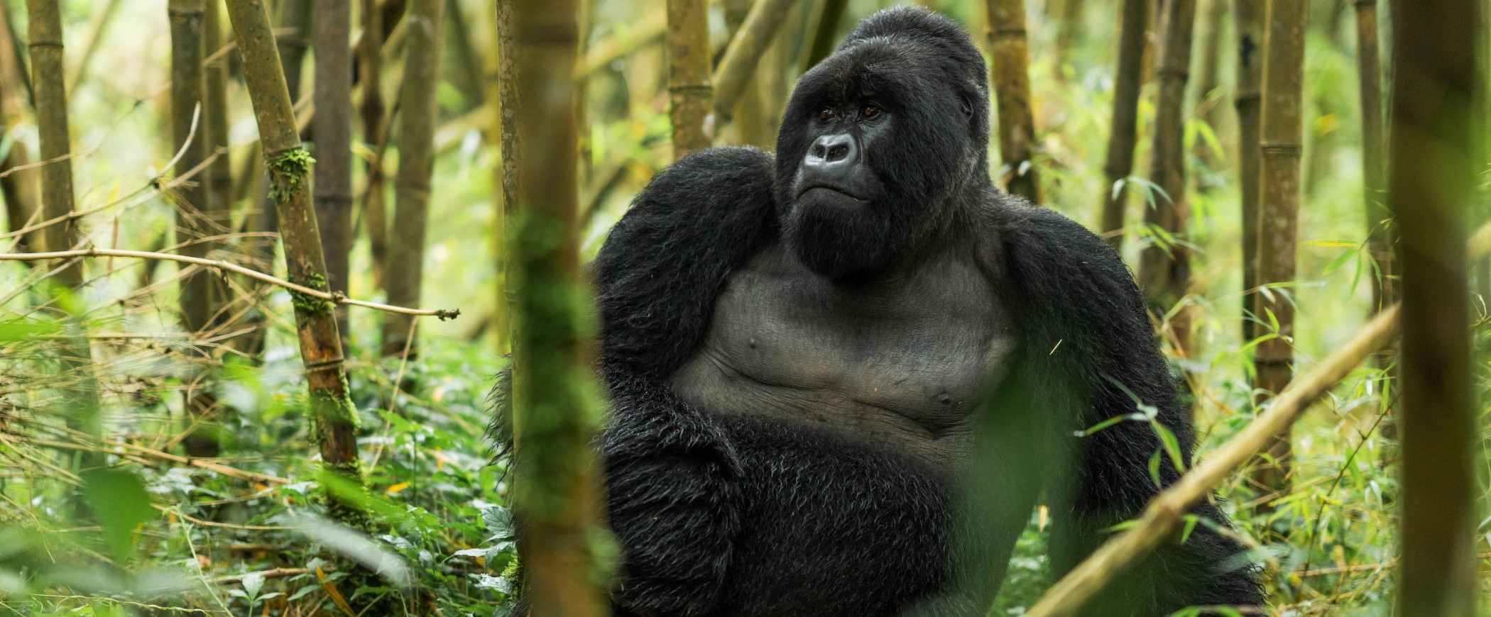 Singita Volcanoes National Park_Gorilla_Felix Studios