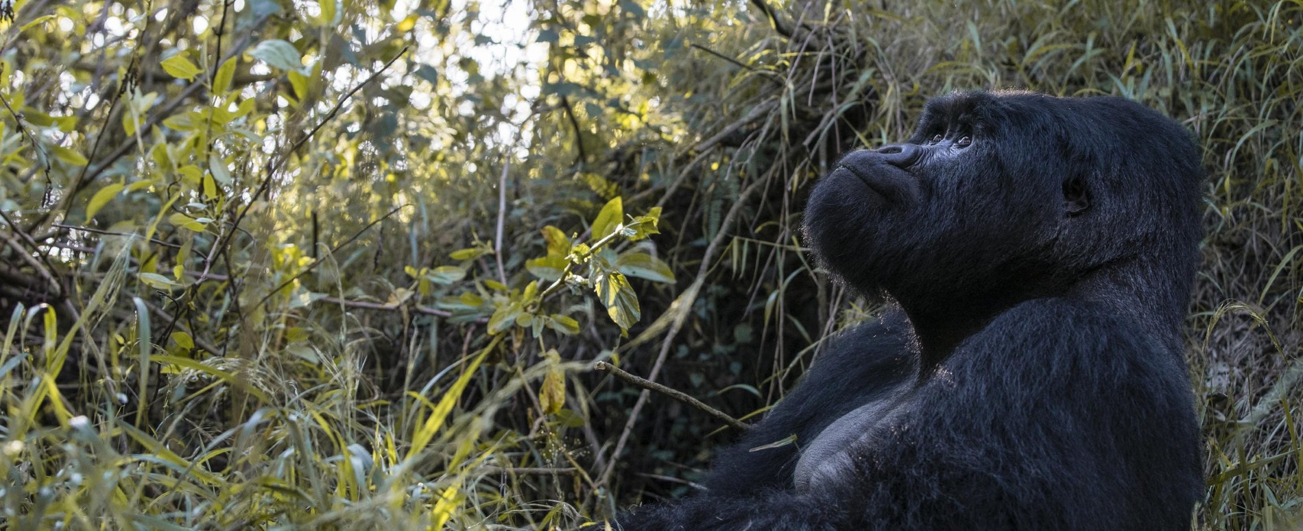 Bwindi-Lodge-Uganda-4Day-Gorilla-Trekking-African-Safari-Trip-Planning-Experts