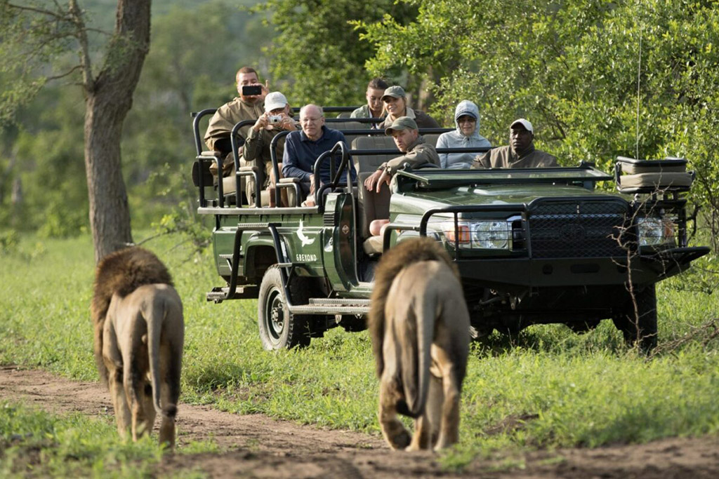 A group of tourists in a safari vehicle observing two male lions walking along a dirt path in the wild.
