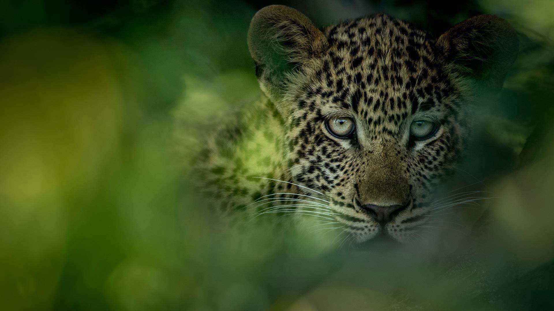 leopard-in-grass-slider