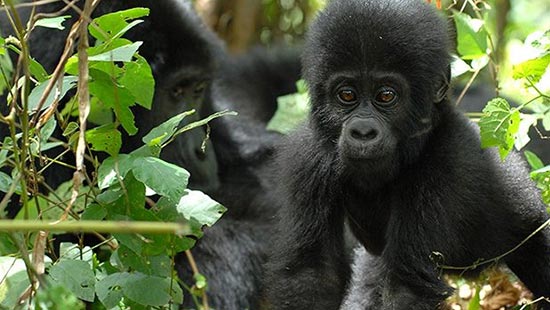 megamenu-experiences-gorilla