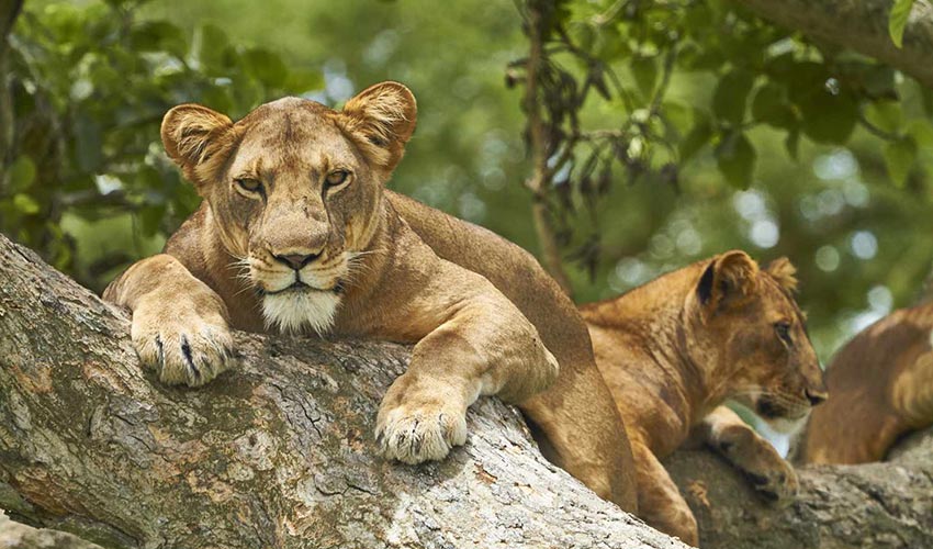 Big game safaris in Uganda