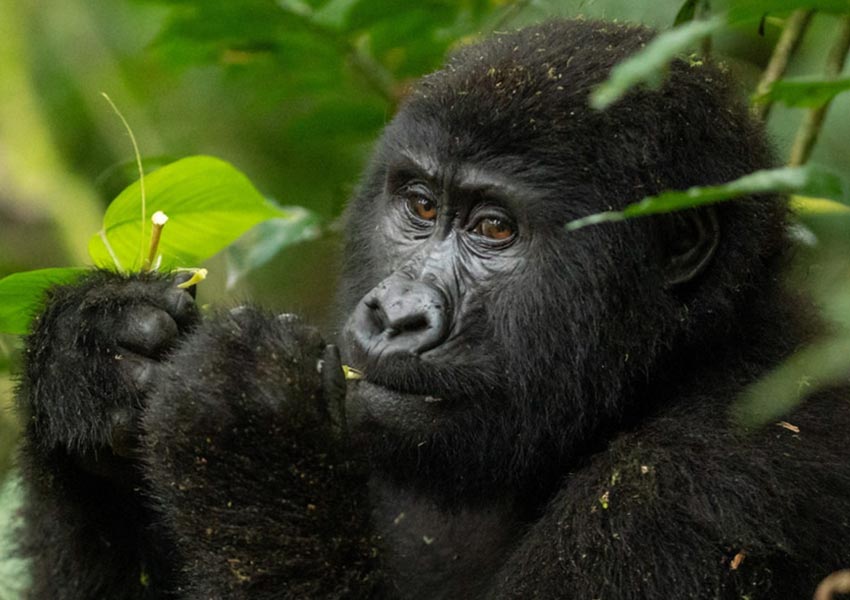 Gorilla Trekking in Uganda vs Rwanda