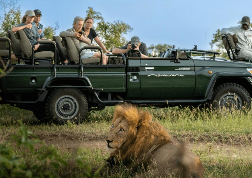 Safari goers observe a lion on their game drive