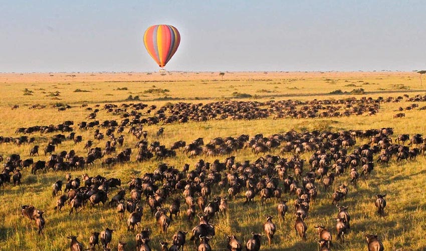 Hot air balloon over wildebeest herds during a classic safari in Kenya and Tanzania