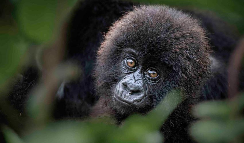The face of a baby mountain Gorilla seen on a Gorilla trek in Rwanda