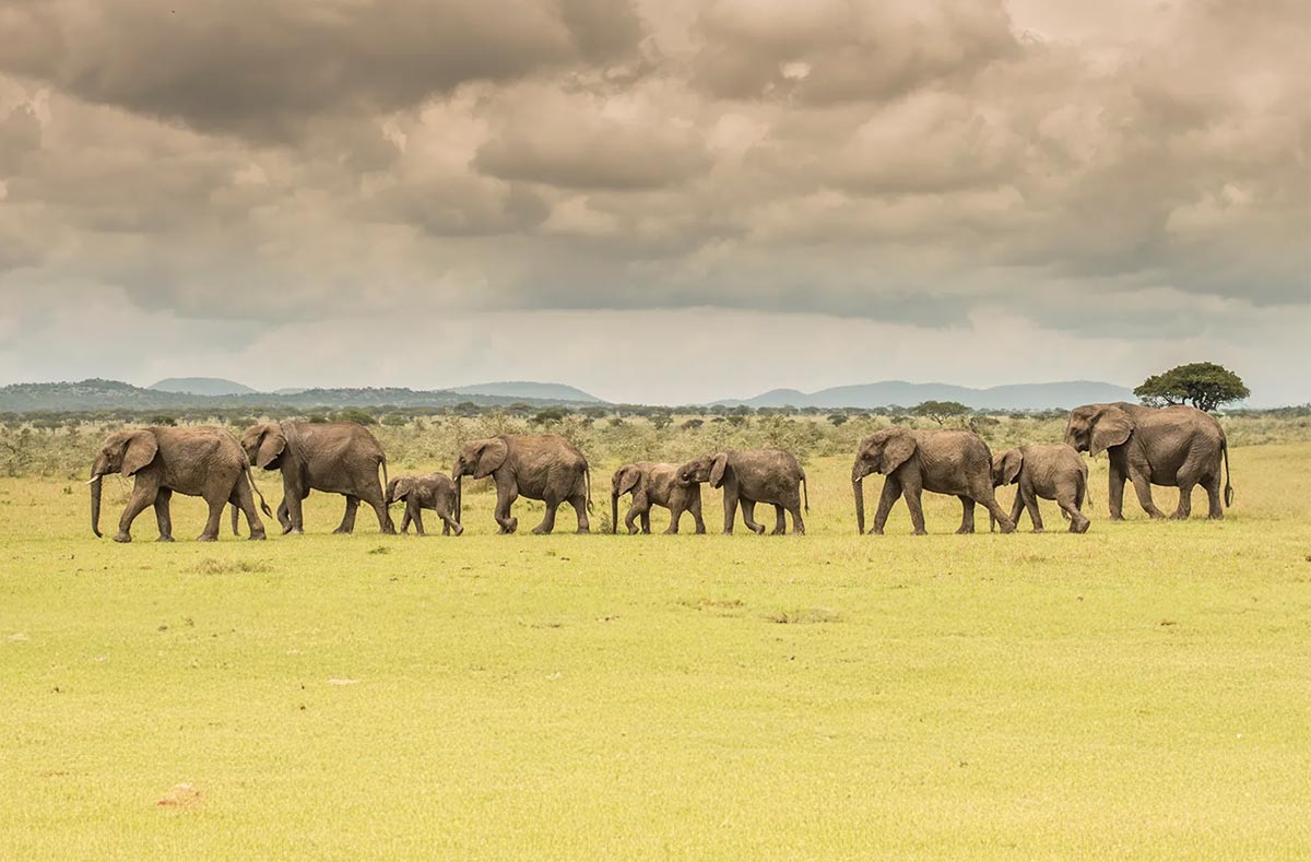Trending safari destinations for 2026: Where to go Next in Africa