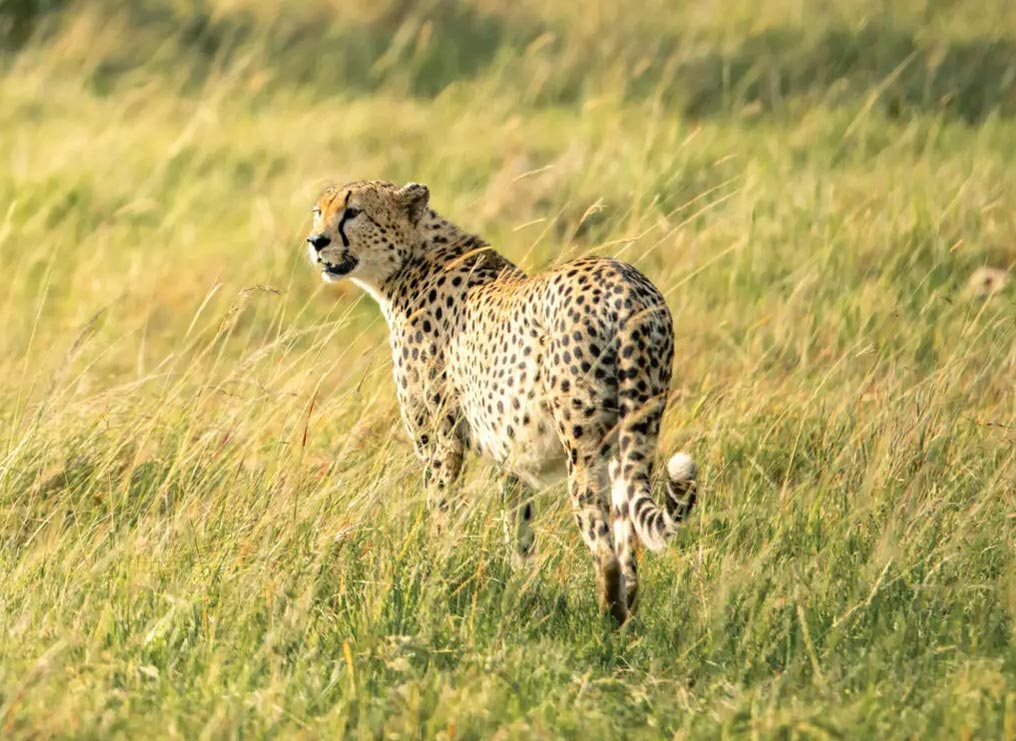 Serengeti-Featured-Image