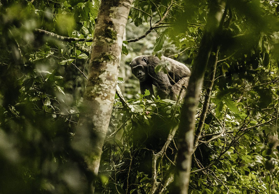 chimpanzee-Featured