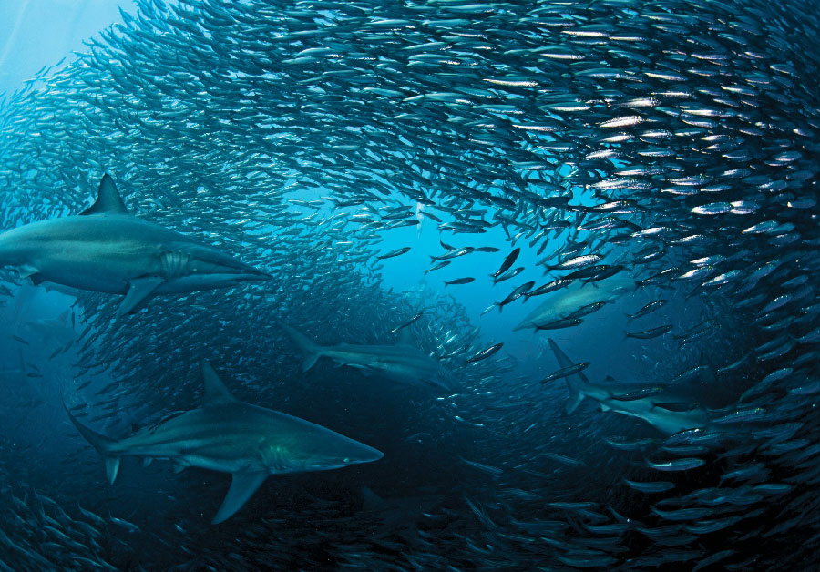 sardine-Featured