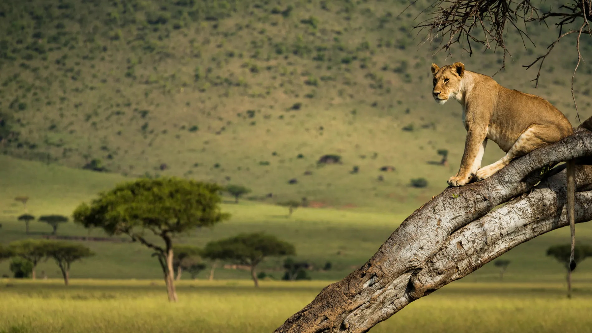 Lion resting on tree - Masai Mara Kenya