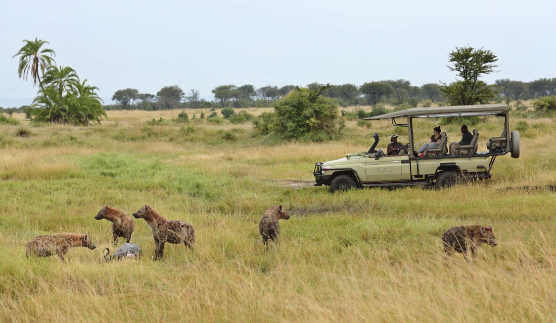 Safari, Serengeti Hyneas