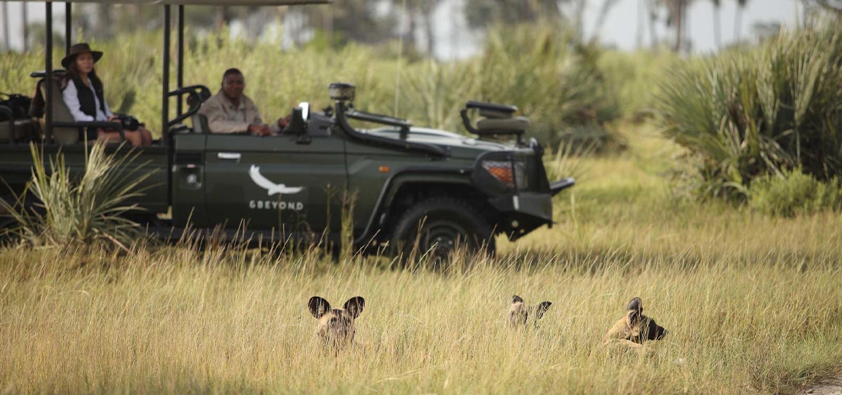 Wildlife Viewing: Botswana or South Africa